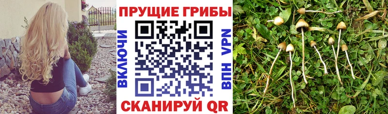 kraken маркетплейс  Пушкино  Псилоцибиновые грибы GOLDEN TEACHER 